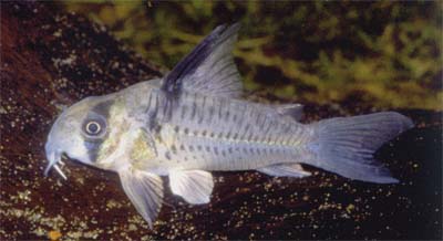 Corydoras sp. C96